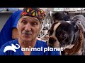 Sinais de câncer em animais de estimação | Veterinário das montanhas | Animal Planet Brasil