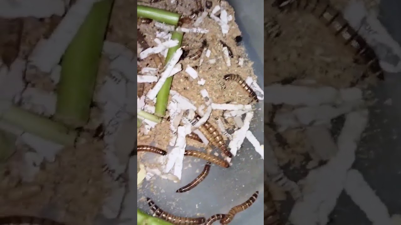 SUPERWORM BREEDING PROJECT.