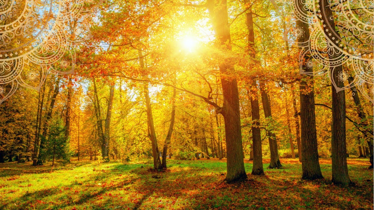 528Hz FEEL FRESH    Reiki Music To Heal All Levels    Positive Energy Music To RAISE Your Vibration