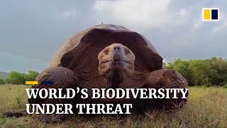 One million plants and animals on brink of extinction, threatening economies and livelihoods