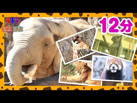 多摩動物公園（Tama Zoological Park）｜ライオンや象などいろんな動物が登場！｜子供向け知育動画