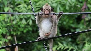 Poor Monkey Got Electricity Shock | Monkey electric shock