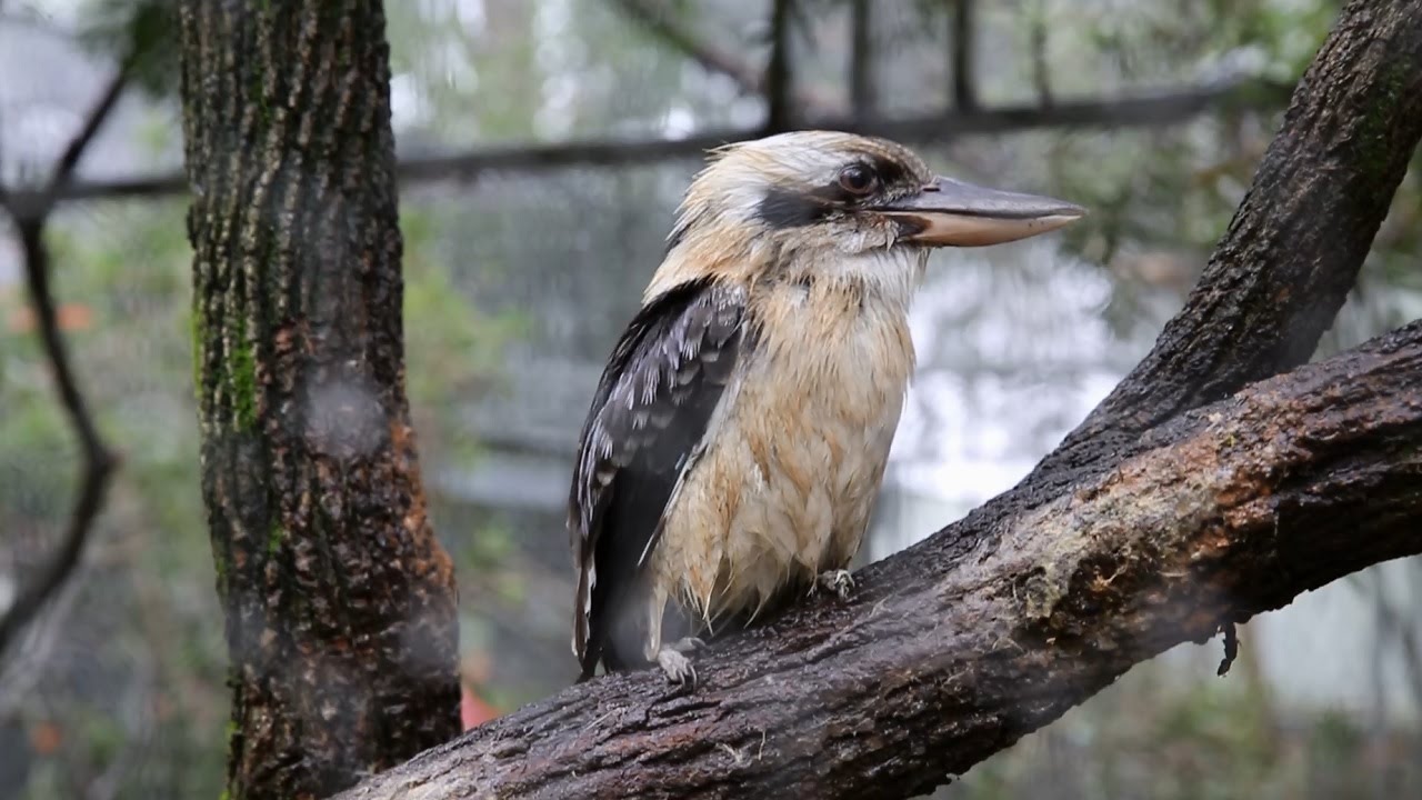 Planetdwellers Featherdale Tour