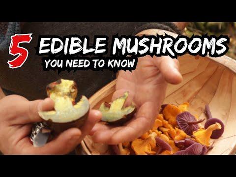 5 WILD EDIBLE
