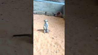 Animals zoo funny,حيوانات للاطفال،عالم الحيوانات ،عجائب وغرائب animals حيوانات shorts_animals