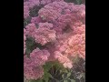 Цветение очистка обыкновенного: Необыкновенное!!!