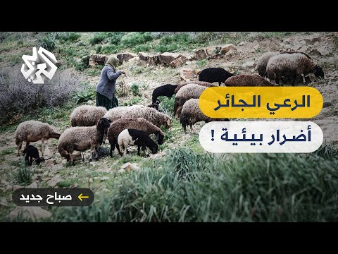 فيديو: ما هو تعريف الرعي؟