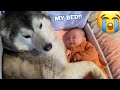 Stubborn Husky Steals Babies Bed! Then Refuses To Leave! [DAISY SMILES!!]