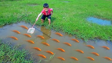 Bắt cá chép vàng lạ mắt trong ao nhỏ bỏ hoang , cá bảy màu đen #cávàng #fishing #bắtcávàng