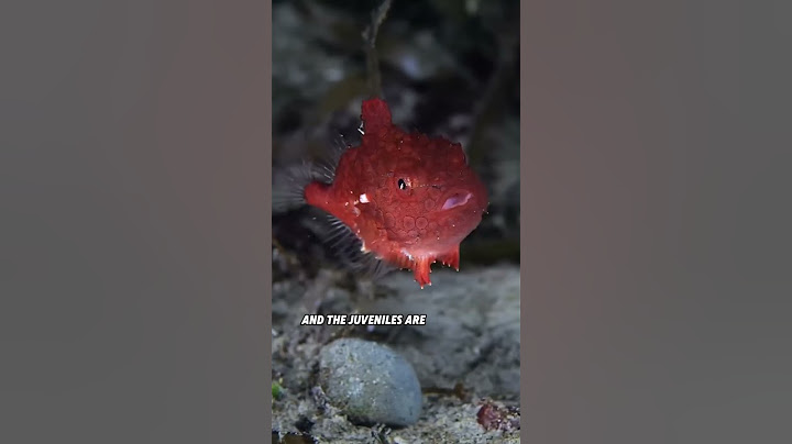 #cuteanimals #youtubeshorts  #animals #short  #lovestory #cute #lovestory