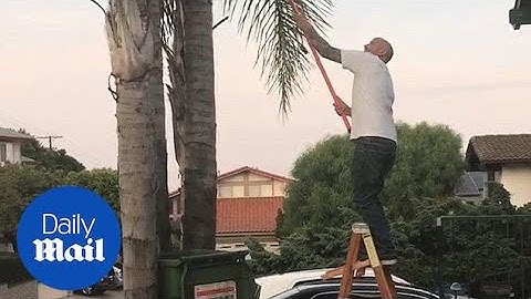 Guy falls off ladder while cutting tree branch - Daily Mail