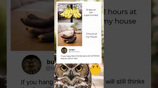 Why Do Bananas Last Longer At The Supermarket?