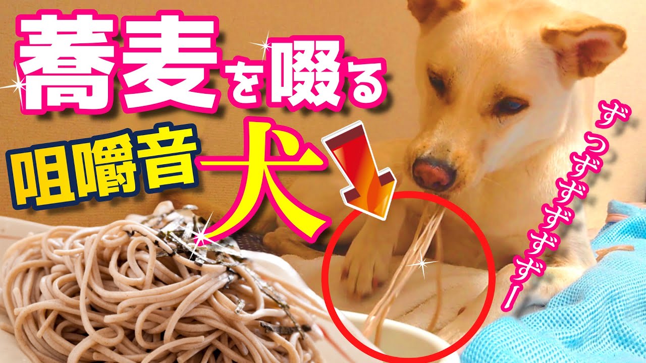 犬が蕎麦を食べる 検証 すする Or すすらない 咀嚼音 味変を要求してるのに Ww 保護犬りゅうのすけ Youtube 犬が蕎麦を食べる 検証 すする Or すすらない 咀嚼音 味変を要求してるのに Ww 保護犬りゅうのすけ Youtube