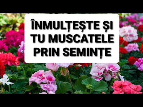 Inmulteste si tu Muscatele prin seminte