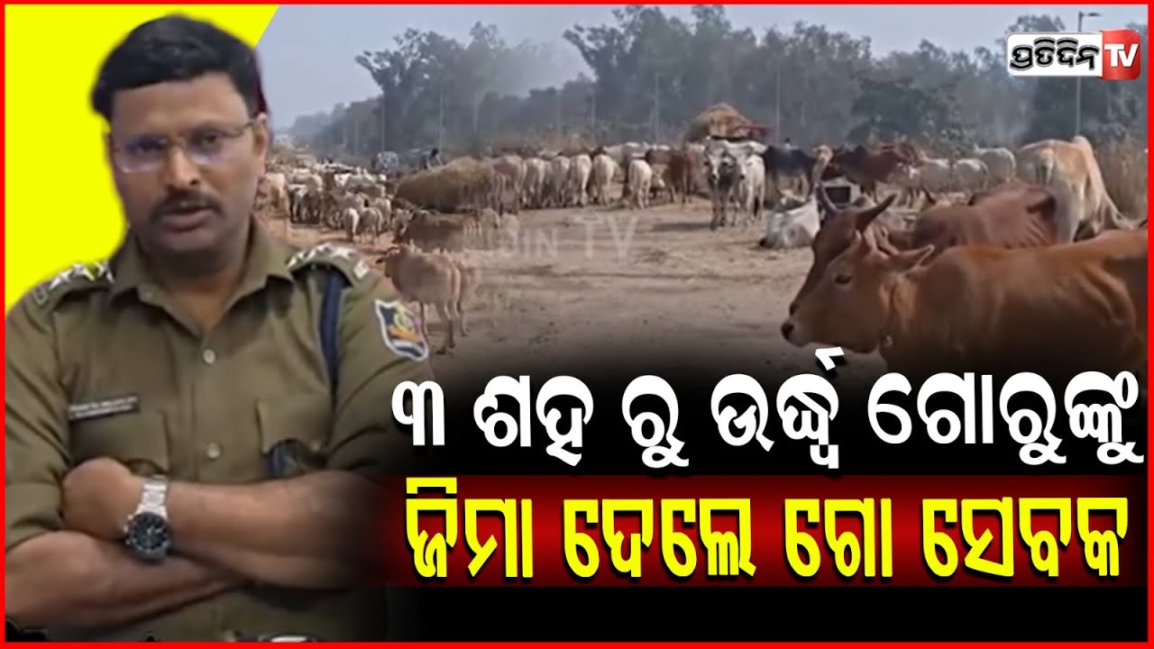 ପୋଲିସକୁ ୩ ଶହ ରୁ ଉର୍ଦ୍ଧ୍ବ ଗୋରୁଙ୍କୁ ଜିମା ଦେଲେ ଗୋ ସେବକ। Illegal Cattle Smuggling ,Mayurbhanj