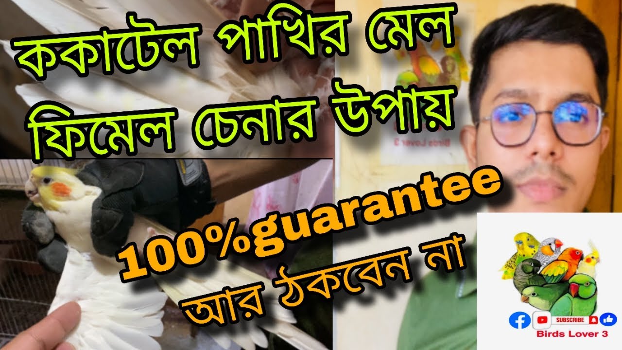 ককাটেল পাখির মেল ফিমেল চেনার উপায় || How to Identify Cockatiel Bird Male Female || ককাটেল ছেলে মেয়ে