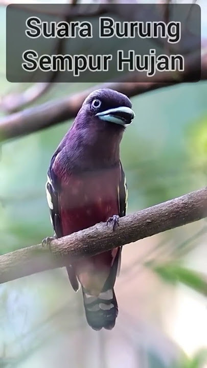 Suara burung sempur hujan #birds #burung #masteranburung #fypシ゚viral #fyp #viral