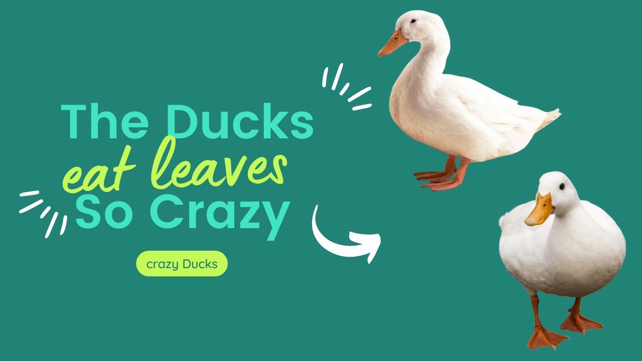 The Ducks Eat Leaves So Crazy\\Bebek Makan Daun Jadi Gila YouTube