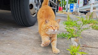 【暑さ対策!?】漁港の猫ちゃん、トラックの下でひんやりお昼寝中🐾☀️(POCO F7撮影)
