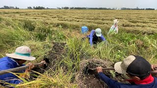 Bắt Chuột Đồng Mùa Gặt Lúa - TT1586
