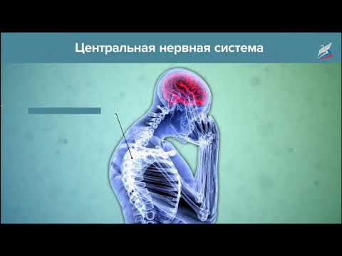 Строение и значение нервной системы