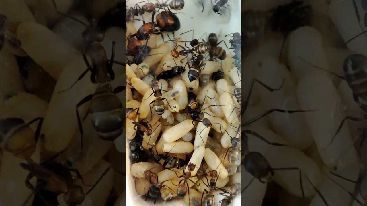 Sped up of ants inside the nest #cute #fascinating #insects #edsants #weloveants #goofy