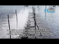 What is the abnormal phenomenon of low ammonia nitrogen but high total nitrogen in sewage treatment?