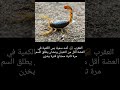 تعرف الفرق بين سم الثعبان وسم العقرب Vet بيطري سموم 