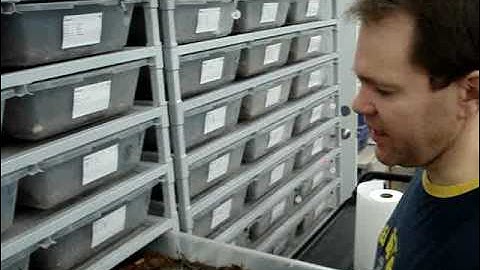 Gravid female glow - What is this?