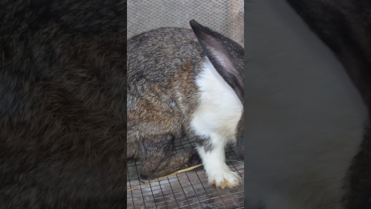 French Giant Rabbit
