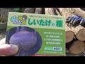 椎茸の種コマ打ち,野積み