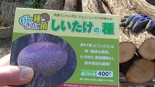 椎茸の種コマ打ち,野積み