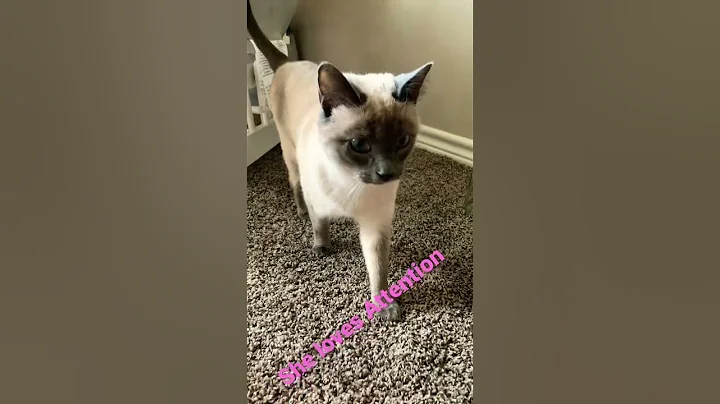 Little Cookie loves Attention
