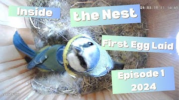 From Empty Nest to First Egg – The Private Life of our Blue Tit Family (2024) - Part 1
