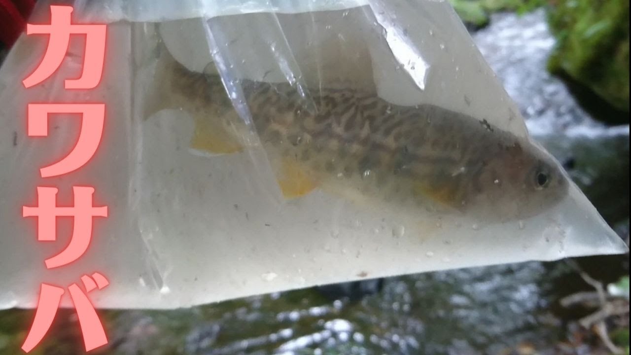 釣ったカワサバのお刺身 ヤマメ イワナと味は違うのか Youtube