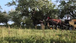 Hucuły - Konie Karpat Wschodnich