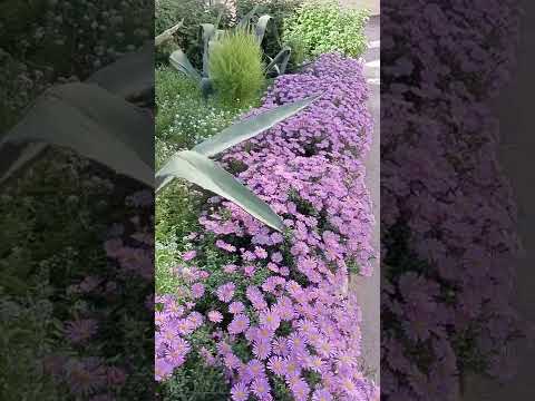 Video: Alpine aster: planting og stell (bilde)