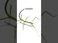 A Stick Insect Can Detach Its Own Leg On Purpose