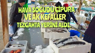 ÇİPURA VE AK KEFALLER MEZATTA YERİNİ ALDI.CANLI YAYIN 26.11.2023