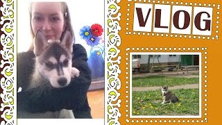 Vlog: Моя Собака/ Хаски/ Первые Дни Щенка В Доме+Конкурс Саши Спилберг