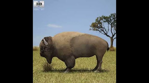 American Bison (Buffalo, Bison Bison) 3D model from CGTrader.com