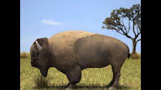 American Bison (Buffalo, Bison Bison) 3D model from CGTrader.com