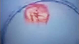 (RARE) Toyor Al Jannah Idents (2009-2012) 