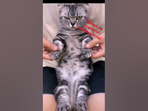 кот танцует ЭЛЕКТРО ДЕНС😅🏳️ #memes - YouTube