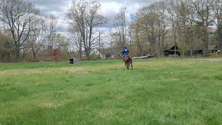 Ollie canter/trot transitions left