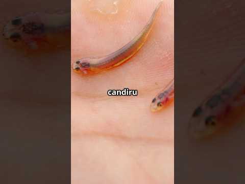 Candiru Fish: The