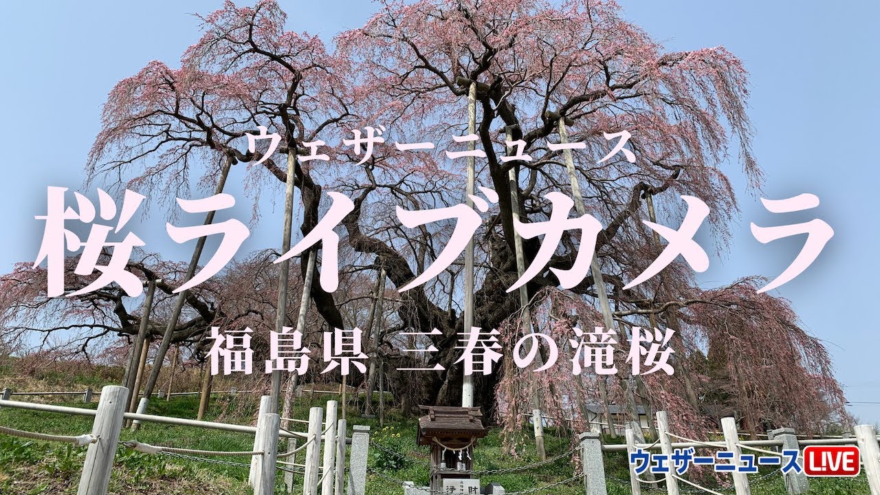三春 滝 桜 ライブ カメラ