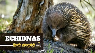 Echidnas - हिन्दी डॉक्यूमेंट्री | Wildlife documentary in Hindi
