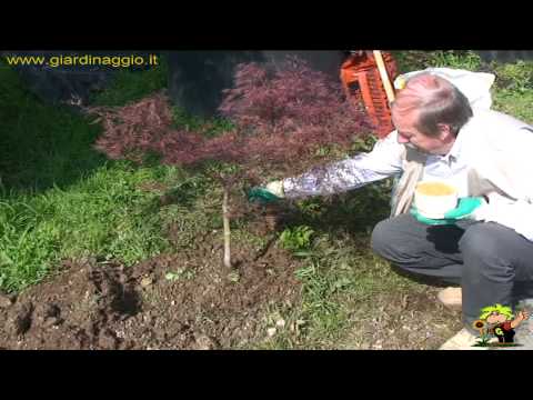 Video: Come innestare un albero di acero giapponese - Cura degli aceri giapponesi innestati