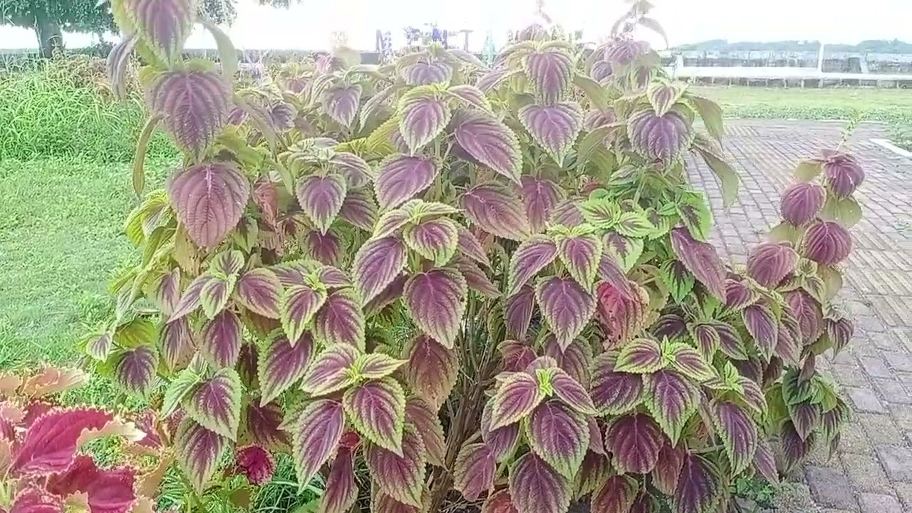 surpey wisata mapadegat tuapeijat 👍 persiapan festival Mentawai tuapeijat bulan 7 👍